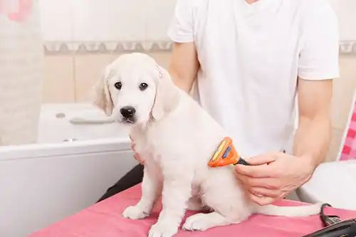Grooming