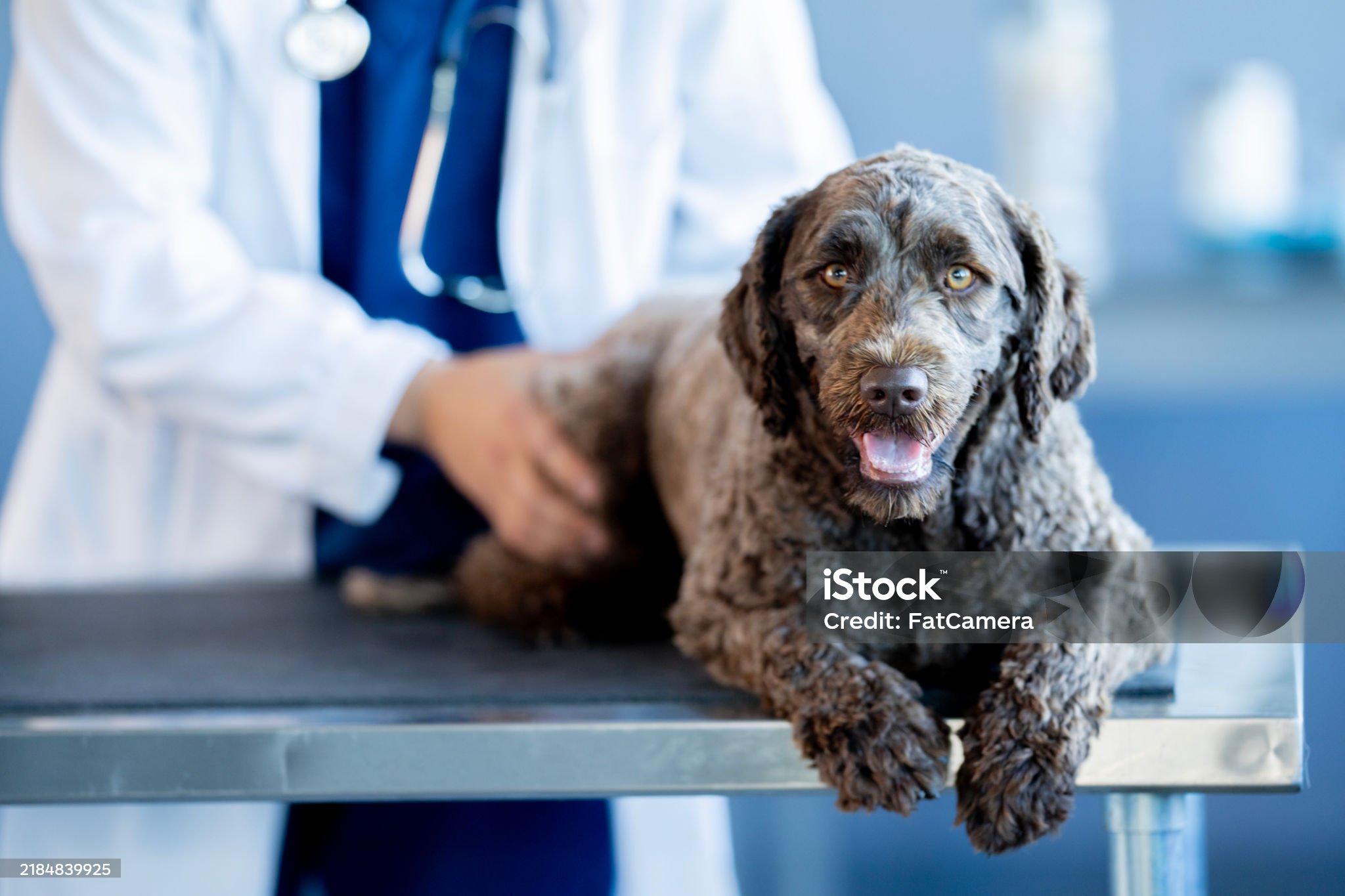 Our Veterinarians