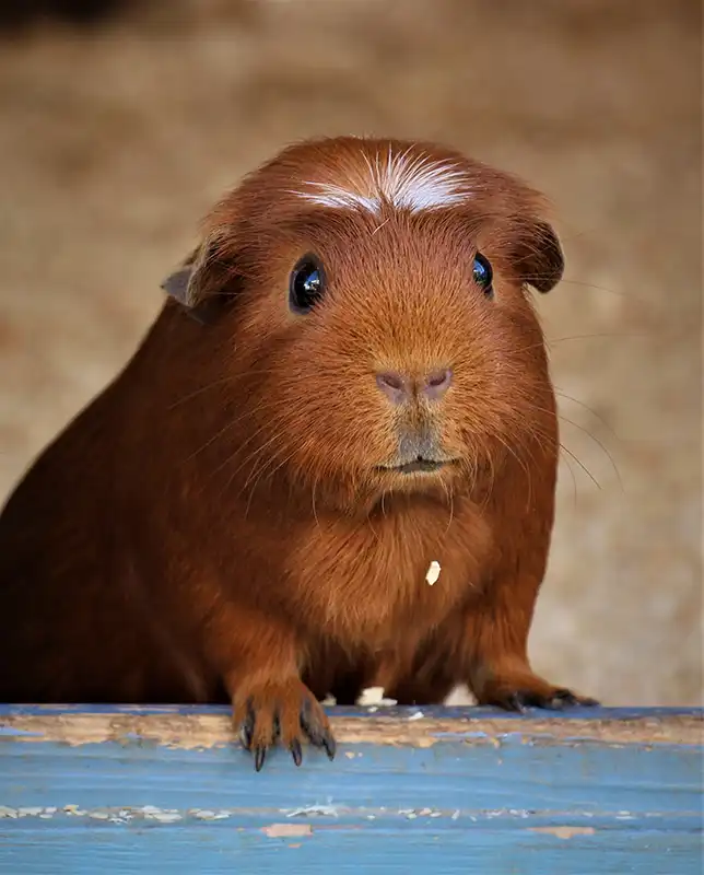 Pocket Pet Care