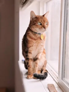 Microchipping